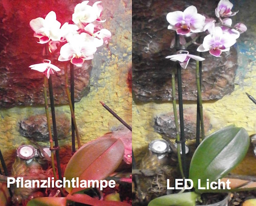Pflanzlicht und LED Licht