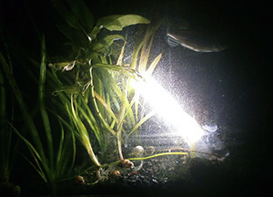 LED Lichter im Aquarium